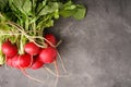 Red radishes bunch on a grey background, space for text, top view Royalty Free Stock Photo