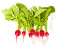 Red radishes grow in the ground Royalty Free Stock Photo