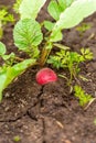 Red radishes in the soil. Radish growing in garden bed Royalty Free Stock Photo