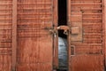 Red railway freight car with an open door. The lock on an ajar door with a seal Royalty Free Stock Photo