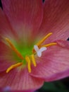 Red Rain Lily Pistil Detail Royalty Free Stock Photo