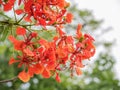 Red Rain Tree Flowers Royalty Free Stock Photo