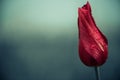  red rainy tulip flower bud