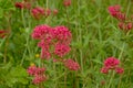 red valerian flowers in a wild naturalist garden - Centranthus ruber Royalty Free Stock Photo