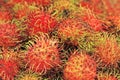 Red rambutan Royalty Free Stock Photo