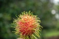 Red rambutan. rambutan sweet delicious fruit.background of fresh Thai rambutans. red and green. selective focus Royalty Free Stock Photo