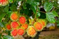 Red rambutan on tree.