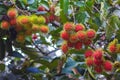 Red rambutan on rambutan tree ready to harvest. rambutan sweet delicious fruit.background of fresh Thai rambutans. red and green. Royalty Free Stock Photo