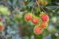 Red rambutan on rambutan tree ready to harvest. rambutan sweet delicious fruit.background of fresh Thai rambutans. red and green. Royalty Free Stock Photo