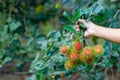 Red rambutan on rambutan tree ready to harvest. rambutan sweet delicious fruit.background of fresh Thai rambutans. red and green. Royalty Free Stock Photo