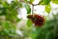 Red rambutan on the tree Royalty Free Stock Photo