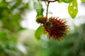 Red rambutan on the tree Royalty Free Stock Photo