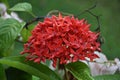 Beautiful Red rangon dispayed in garden. Royalty Free Stock Photo