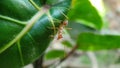 red rangrang ants Royalty Free Stock Photo