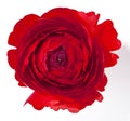 Red ranunculus