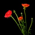 Red Ranunculus asiaticus Royalty Free Stock Photo