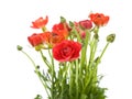 Red Ranunculus asiaticus Royalty Free Stock Photo