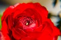 Red Ranunculus Asiaticus, Closeup. Macro Flowers, selective focus. Persian buttercup Royalty Free Stock Photo