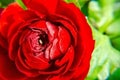 Red Ranunculus Asiaticus, Closeup. Macro Flowers, selective focus. Persian buttercup Royalty Free Stock Photo