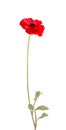 Red ranunculus asiaticus flower isolated on white background. Persian buttercup. Beautiful summer flowers. Royalty Free Stock Photo