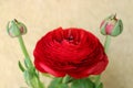 Red Ranunculus With Buds On Yellow Wall Background Royalty Free Stock Photo