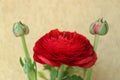 Red Ranunculus With Buds On Yellow Wall Background Royalty Free Stock Photo