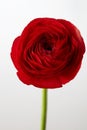 Red ranunculus flower on a gray background Royalty Free Stock Photo