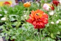 Red ranunculus flower pot standing on display inside the supermarket. Conceptual for start of the gardening season. Soft focus