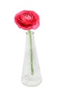 Red Ranunculus flower, Ranunculaceae family. Genus include the buttercups, spearworts, and water crowfoots Royalty Free Stock Photo