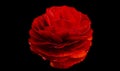 A single red ranunculus flower isolated on a black background with water droplets Royalty Free Stock Photo