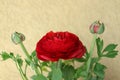 Red Ranunculus With Green Leaves And Buds Royalty Free Stock Photo