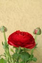 Red Ranunculus With Green Leaves And Buds Vertical Royalty Free Stock Photo
