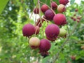 Red berries on a serviceberry tree