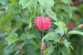 Red Rare Tropical Flower from Singapore