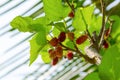 Red rasberries on the tree and sunlight on leaves.