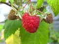 Red raspberries on a branch in a garden Royalty Free Stock Photo