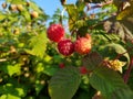 Red raspberries on a branch in the garden Royalty Free Stock Photo