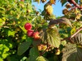 Red raspberries on a branch in the garden Royalty Free Stock Photo