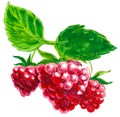 Red raspberries on a branch Royalty Free Stock Photo