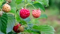 Red raspberries in the garden during ripening Royalty Free Stock Photo