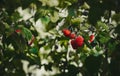 Red raspberries and green garden