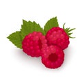 Red raspberries with green leaves Royalty Free Stock Photo