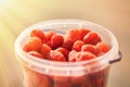 Red raspberries in a plastic bucket. Bright sunshine