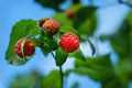 Red raspberries. Raspberries on a branch in the garden. Raspberries in the sun. Royalty Free Stock Photo