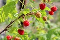 red raspberries ripen on a branch against a background of green plants