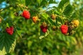 Red raspberries ripen on a branch in the garden before harvesting. Early and late variety