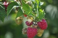 Red Raspberries Ripening Royalty Free Stock Photo