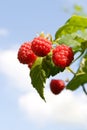 Red raspberries ripening with green leaves Royalty Free Stock Photo