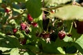 Red raspberries on a twig. Ripening red fruits. Healthy, fresh and natural food. Autumn in the garden Royalty Free Stock Photo