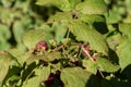 Red raspberries on a twig. Ripening red fruits. Healthy, fresh and natural food. Autumn in the garden Royalty Free Stock Photo